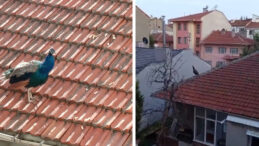 Mahalleli G&ouml;zlerini &Ccedil;atıdan Ayırmadı: Tavus Kuşu Belirdi