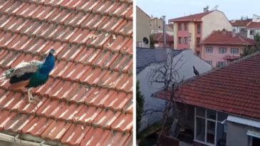 Mahalleli G&ouml;zlerini &Ccedil;atıdan Ayırmadı: Tavus Kuşu Belirdi