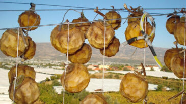 Manisa Balkonlarını Cennet Hurması S&uuml;sledi