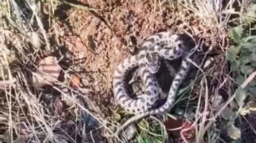 Mantar Ararken G&ouml;z G&ouml;ze Geldi: T&uuml;rkiye'nin En Zehirli Yılanlarından Biri!