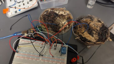 Mantar ile Çalışan Bilgisayar Belleği Geliştirildi