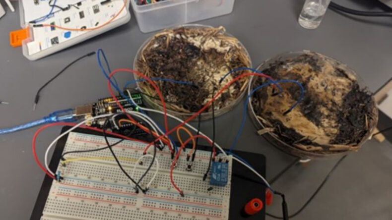 Mantar ile Çalışan Bilgisayar Belleği Geliştirildi