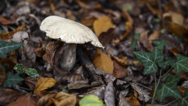Mantar Tüketen Aile Hastaneye Kaldırıldı