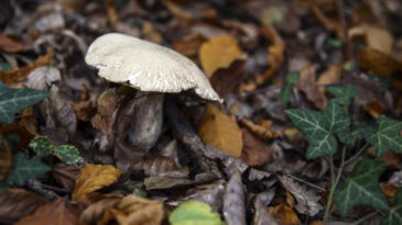 Mantar T&uuml;keten &Ccedil;ifti &Ouml;l&uuml;m Ayırdı