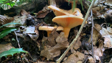 Mantarlar Arttı, Zehirlenmeler Başladı