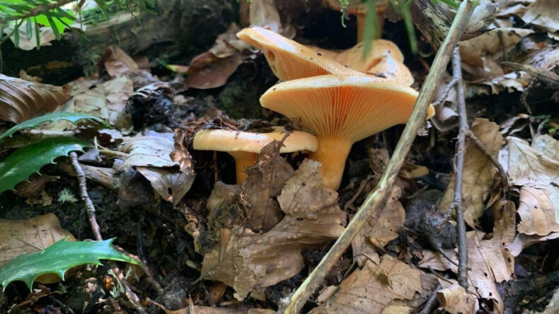 Mantarlar Arttı, Zehirlenmeler Başladı