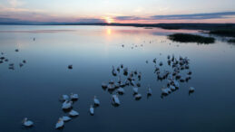 Manyas Kuş Cenneti’nde Sonbahar Şöleni: Pelikanlar ve Flamingolar Göç Yolunda