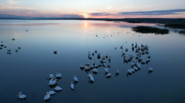 Manyas Kuş Cenneti&rsquo;nde Sonbahar Ş&ouml;leni: Pelikanlar ve Flamingolar G&ouml;&ccedil; Yolunda