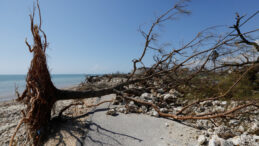 Melissa Kasırgası Karayipler'de 50 Can Aldı