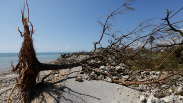 Melissa Kasırgası Karayipler'de 50 Can Aldı