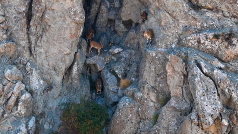Munzur Dağları'ndaki Yaban Ke&ccedil;ileri Dronla G&ouml;r&uuml;nt&uuml;lendi