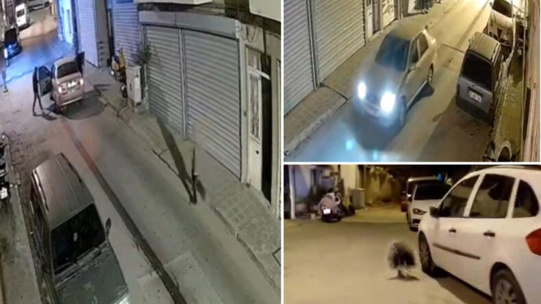 Oklu Kirpi otomobilin altında can verdi: Sürücü yoluna devam etti