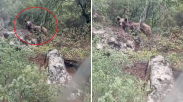 Ormanda Ayı ile Y&uuml;zy&uuml;ze Gelen Kep&ccedil;e Operat&ouml;r&uuml;! Kaymakamlık Uyarıda Bulundu