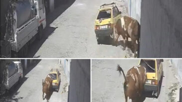 &Ouml;zkonak'ta Boğa Ka&ccedil;ışı: Otomobile Zarar Verdi