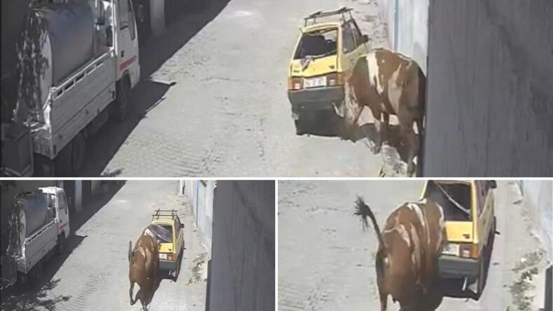 &Ouml;zkonak'ta Boğa Ka&ccedil;ışı: Otomobile Zarar Verdi