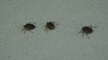 Prof. Dr. Tevfik Özlü'den önemli uyarı: Kahverengi kokarcaya el sürmeyin