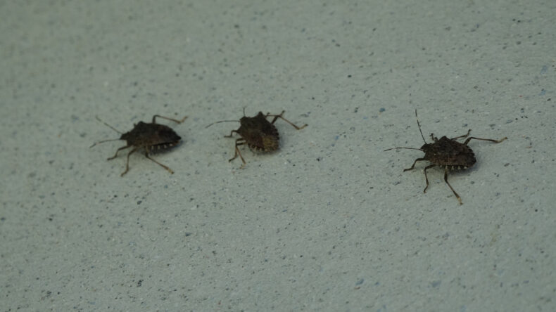 Prof. Dr. Tevfik Özlü'den önemli uyarı: Kahverengi kokarcaya el sürmeyin