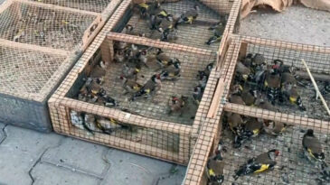 Saka Kuşları Kurtarıldı: 655 Bin 70 TL Ceza Kesildi