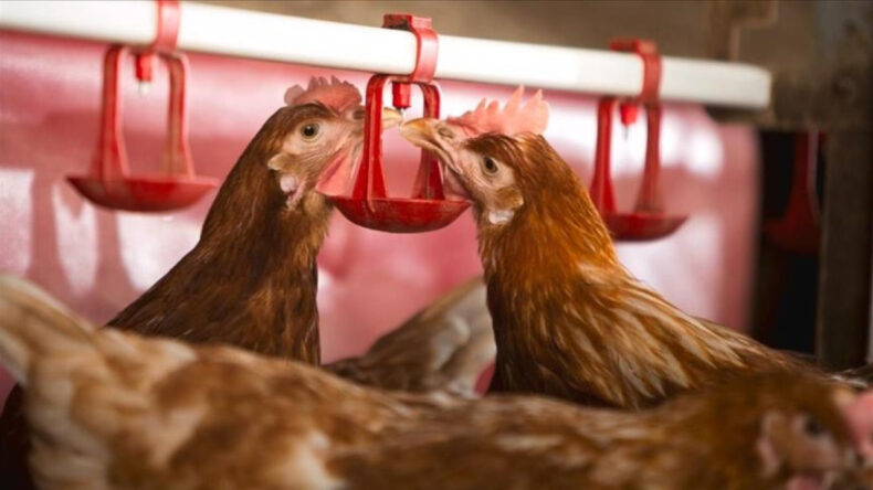 Salgın Sallantıda, 400 Binden Fazla Hayvan İtlaf Edildi