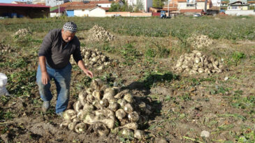 Şeker Pancarında Hasat D&ouml;nemi: 350 Bin Ton &Uuml;retim Bekleniyor