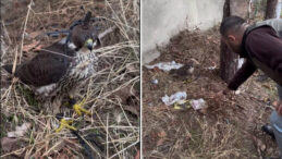 Silivri’de Yasa Dışı Kuş Ticareti Nedeniyle 1,5 Milyon TL Ceza Kesildi