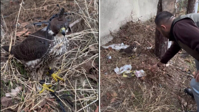 Silivri’de Yasa Dışı Kuş Ticareti Nedeniyle 1,5 Milyon TL Ceza Kesildi