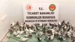 Sınırda 85 Adet 'Cancan' Güvercini Yakalandı