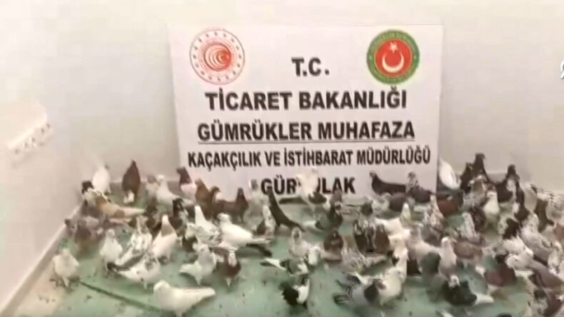 Sınırda 85 Adet 'Cancan' Güvercini Yakalandı