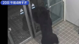 Şok Edici: Japonya'da Ayı Saldırılarında 10 Kişi Hayatını Kaybetti