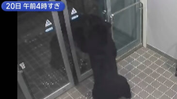 Şok Edici: Japonya'da Ayı Saldırılarında 10 Kişi Hayatını Kaybetti