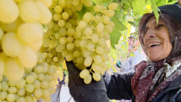 Sonbaharın Sonuna Yaklaşırken &Uuml;z&uuml;m Hasadı Devam Ediyor