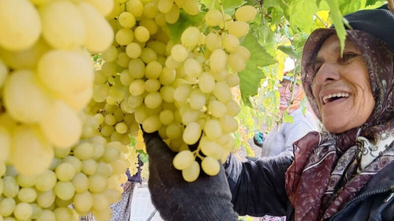 Sonbaharın Sonuna Yaklaşırken Üzüm Hasadı Devam Ediyor