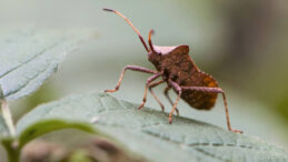 Tarımda Kokarca Sorunu Büyüyor