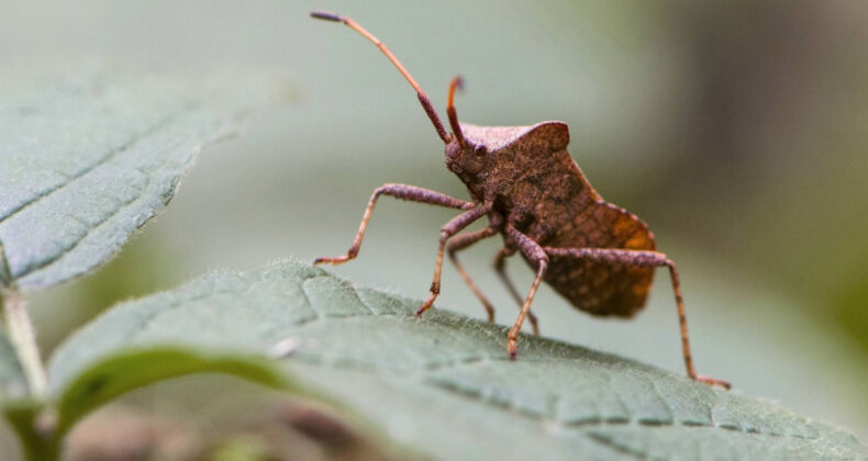 Tarımda Kokarca Sorunu Büyüyor