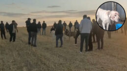 Tarlada Vahşi Buluşma: Hayvanlar Kan İçinde Kaldı