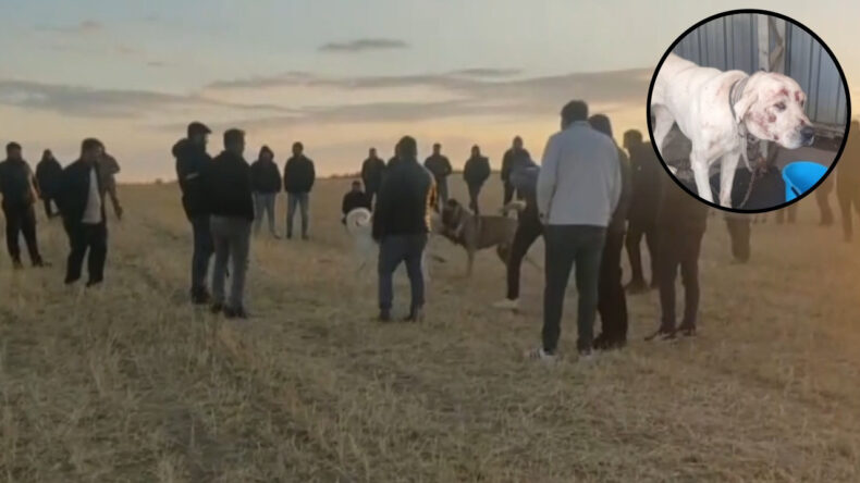 Tarlada Vahşi Buluşma: Hayvanlar Kan İçinde Kaldı