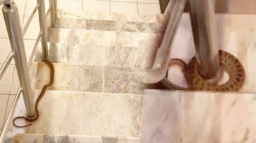 Tırtıl, K&uuml;f, B&ouml;cek, İğne ve Porselen