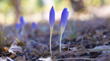 Tunceli'de Kışın M&uuml;jdecisi Olan &Ccedil;i&ccedil;ekler A&ccedil;tı