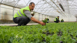 TÜİK açıkladı: Tarımda büyük kayıp bekleniyor