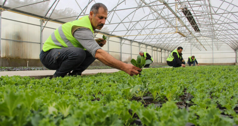 TÜİK açıkladı: Tarımda büyük kayıp bekleniyor