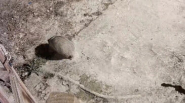 T&uuml;rkiye'de Nadir G&ouml;r&uuml;lme Durumu! Elazığ'da G&uuml;venlik Kamerasına Yansıdı