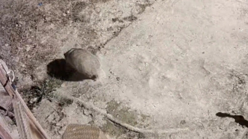 Türkiye'de Nadir Görülme Durumu! Elazığ'da Güvenlik Kamerasına Yansıdı