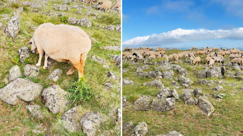 Tuz Taşı Olarak Keçilere Yalatılan Kayaların Sırrı Yüzyıllar Sonra Ortaya Çıktı