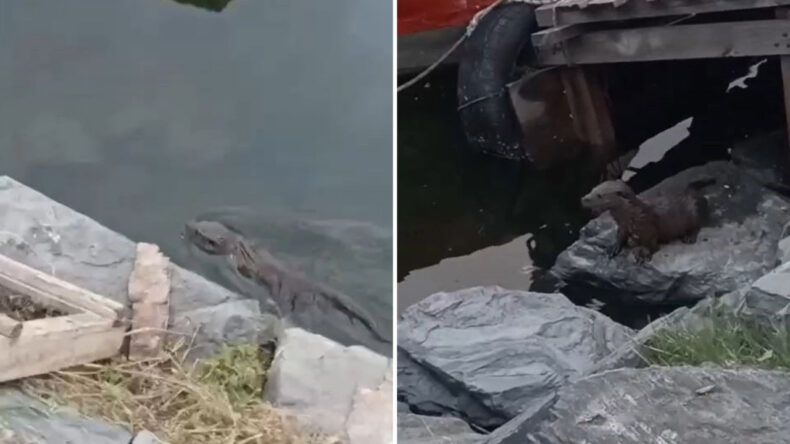 Uzun Bir Aradan Sonra Küçükçekmece'de Görüntülendi