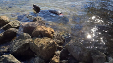 Yaralı Halde Kıyıya Vurdu, Yardım Ulaşamadan Hayatını Kaybetti