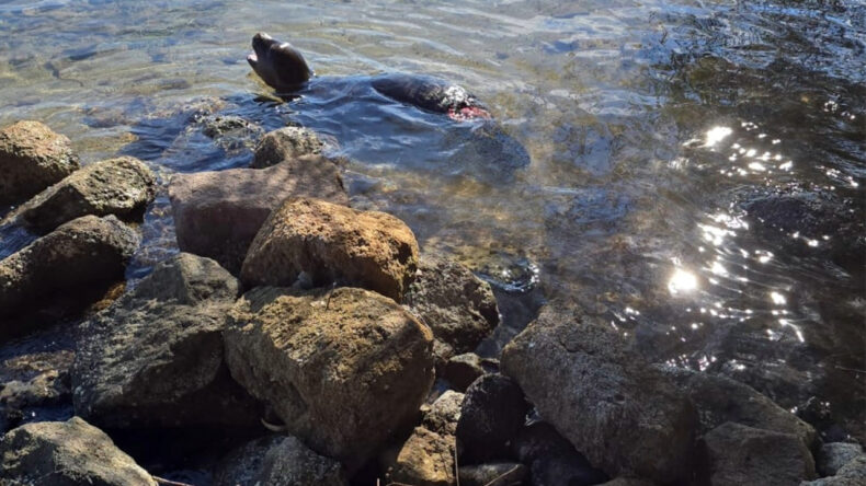 Yaralı Halde Kıyıya Vurdu, Yardım Ulaşamadan Hayatını Kaybetti