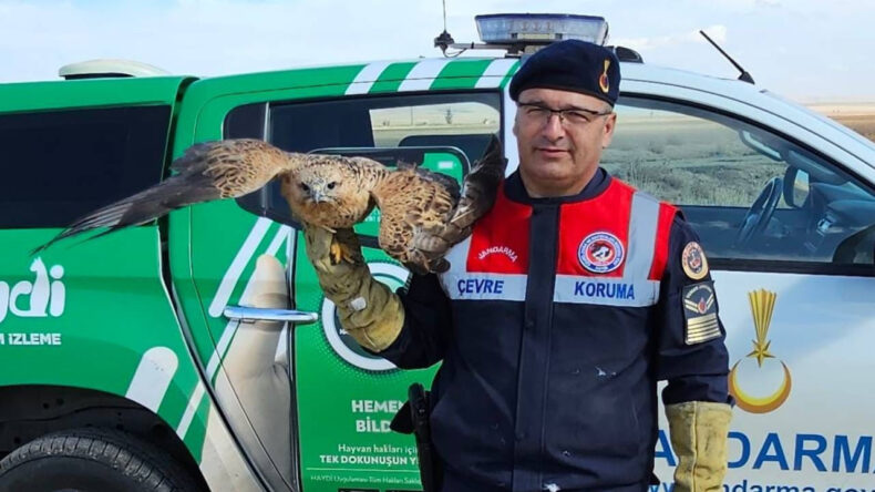 Yaralı Kızıl Şahin Koruma Altında