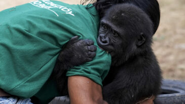 Yavru Goril "Zeytin" Nijeryalı Değilmiş: Artık Bizden Biri