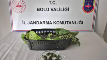 Yolcu Otob&uuml;s&uuml;nde 500 İstilacı Kaplumbağa Yakalandı