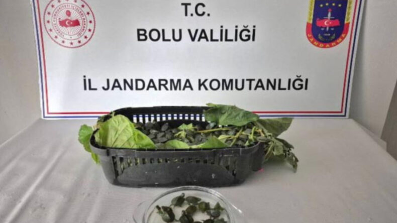 Yolcu Otobüsünde 500 İstilacı Kaplumbağa Yakalandı